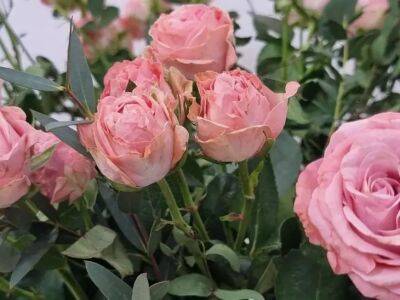 Будут цвести все лето: чем подкормить розы весной перед цветением - belnovosti.by
