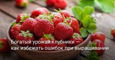 14 ошибок при выращивании клубники, которые снизят ваш урожай - botanichka.ru