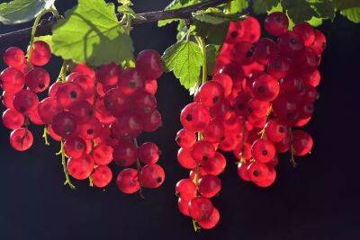 Ветки будут клониться к земле под тяжестью ягод: что нужно сделать со смородиной во время цветения - belnovosti.by