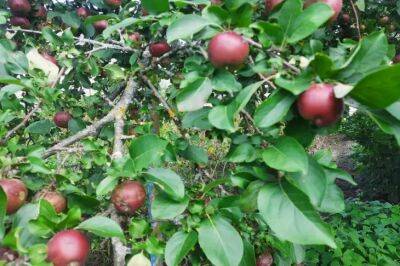 Как спасти плодовые деревья от тли: 14 способов без химии - belnovosti.by