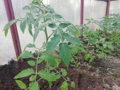 Как избавиться от назойливых мух: дихлофос заменят помидоры - belnovosti.by