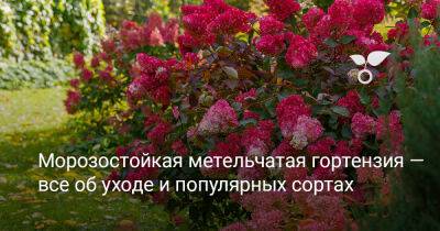 Метельчатая гортензия — всё об уходе и популярных сортах - botanichka.ru - Япония - Германия - Санкт-Петербург