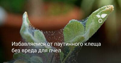 Избавляемся от паутинного клеща без вреда для пчел - botanichka.ru - г. Виноград