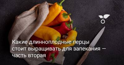 В поисках лучшего сорта сладкого перца — мои находки и впечатления - botanichka.ru