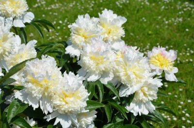 Что нужно пиону весной: 7 секретов роскошного цветения - ogorod.ru