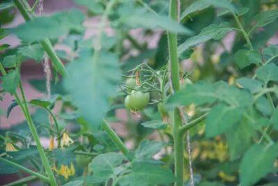 Подживите помидоры этим раствором, чтобы собирать урожай ведрами. Секреты опытных огородников - belnovosti.by