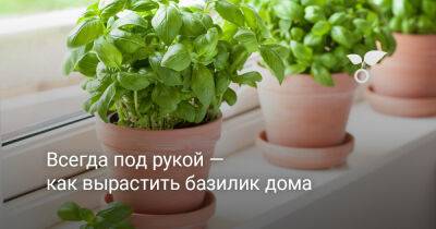 Всегда под рукой — как вырастить базилик дома? - botanichka.ru