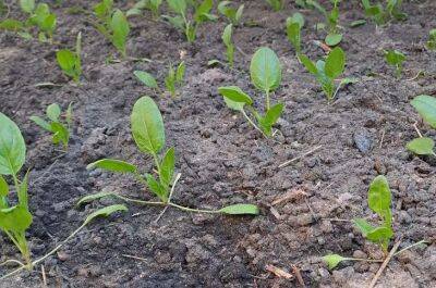 Почему шпинат вырастает мелким и быстро идет в стрелку: узнайте секреты этого растения, чтобы всегда получать отменный урожай - belnovosti.by