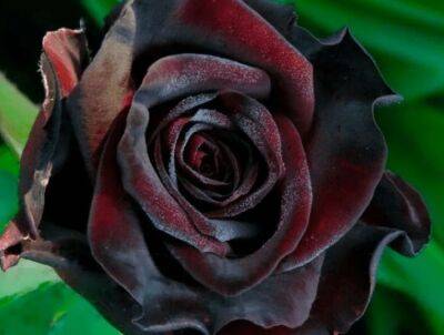 Роза чайно-гибридная Блэк Баккара (Black Baccara): фото, описание, отзывы - fermilon.ru