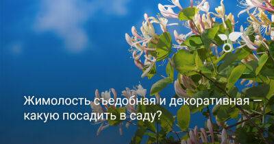 Жимолость съедобная и декоративная — какую посадить в саду? - botanichka.ru - Канада