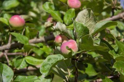 Можно ли сажать грушу рядом с яблоней: добрые друзья или заклятые враги - belnovosti.by