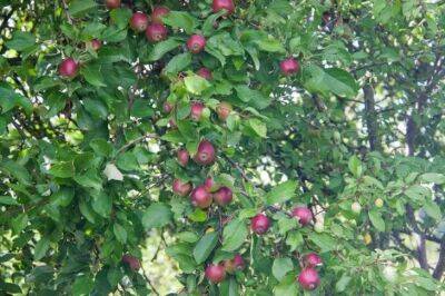 Почему опытные садоводы никогда не посадят на своем участке яблоню Недзвецкого: совсем не «райское яблочко» - belnovosti.by