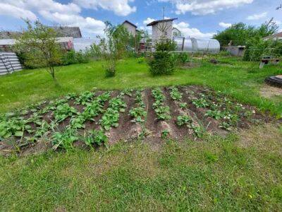 Как сэкономить место в огороде и получить несколько урожаев с одной грядки: это проще, чем кажется - belnovosti.by