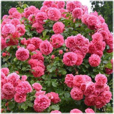Плетистые розы в Сибири: сорта, выращивание и уход, отзывы - fermilon.ru