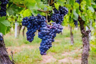 Выращивать виноград в нашем климате на удивление просто. Надо лишь следовать этим рекомендациям - rus.delfi.lv - Эстония - Сша - г. Виноград