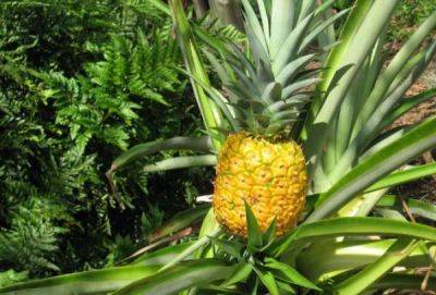 Как и где растет ананас в природе, выращивание в домашних условиях и уход - fructify.ru