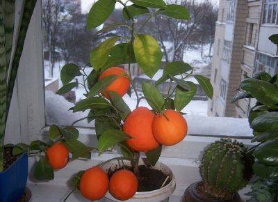 Выращиваем грейпфрут дома, правила посадки и ухода - vsadu.ru
