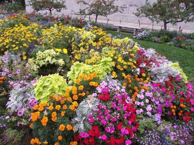 Какие однолетние цветы посеять в открытый грунт в апреле - vsadu.ru