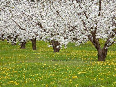 Как защитить плодовые деревья от резких перепадов температур весной - vsadu.ru