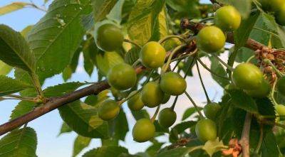 Сезонные меры защиты плодовых деревьев от вредителей. Рекомендации агрономов - agroportal.ua - Украина