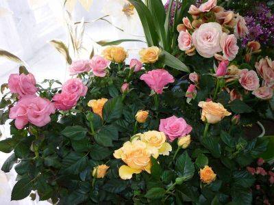 Как создать розарий из низкорослых сортов роз в домашних условиях - vsadu.ru