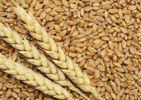 Прогноз урожая пшеницы в ЕС в 2023/24 МГ повышен почти на 1,5 млн тонн - apk-inform.com