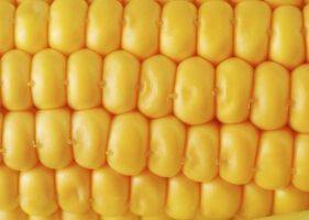 Посевная кукурузы в США близится к завершению - apk-inform.com - Сша