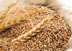 Россия уже украла около 4 млн тонн украинского зерна – УЗА - apk-inform.com - Россия - Украина - Ливия - Египет