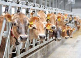 В СКО Казахстана запустят молочно-товарную ферму стоимостью 1,7 млрд тенге - apk-inform.com - Казахстан