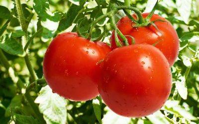 Как вырастить помидоры на подоконнике в январе, фото - vsadu.ru