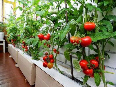 Помидоры на балконе выращивание пошагово, фото - vsadu.ru