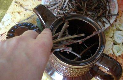 Полезный чай из веточек деревьев и кустарников - vsadu.ru