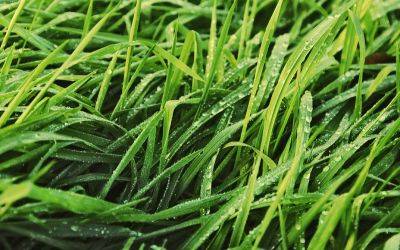Газонная трава: как выбрать сорт для разных типов газона с фото - vsadu.ru