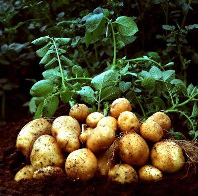 Внекорневая подкормка картофеля: нормы, рецепты - vsadu.ru
