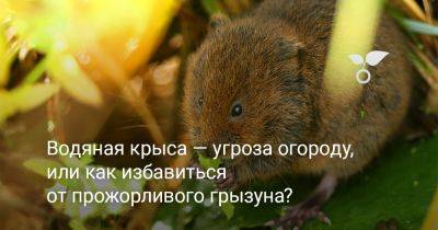Водяная крыса — угроза огороду, или как избавиться от прожорливого грызуна? - botanichka.ru