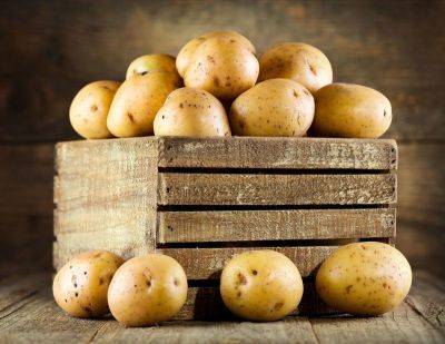 Как сохранить картофель до весны: основные ошибки при хранении клубней - vsadu.ru