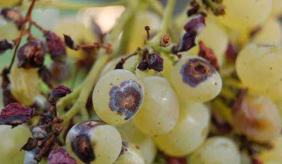 Антракноз винограда: лечение, профилактика, сорта - vsadu.ru - г. Виноград