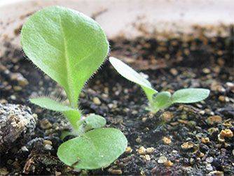 Семена комнатных растений — выбор, посадка, выращивание - wikibotanika.ru