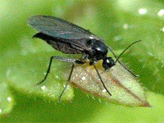 Грибной комарик или сциарида. Как избавиться, фото - wikibotanika.ru