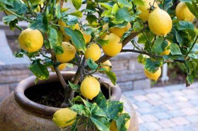 Павловский лимон: описание, фото, выращивание - vsadu.ru - Турция