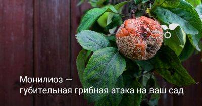 Монилиоз — что делать с опасным грибом, который губит растения? - botanichka.ru