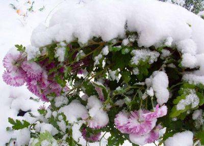 Как подготовить цветники к зиме - уход за цветами - vsadu.ru