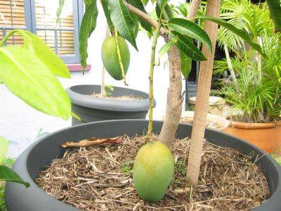Выращивание манго из косточки в домашних условиях, с фото и видео - vsadu.ru