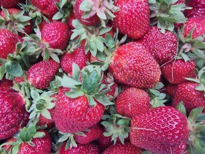 Как вдвое повысить урожайность клубники и улучшить вкус ягод: секретный способ - belnovosti.by