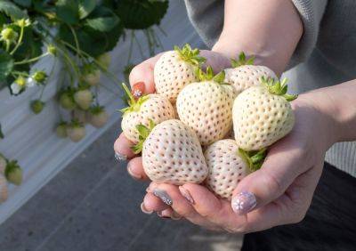 Как вырастить белую клубнику: агротехника и лучшие сорта - ogorod.ru - Япония