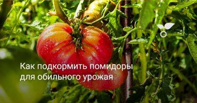 Как подкормить помидоры для обильного урожая - botanichka.ru