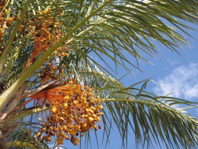 Ученые возродили древнюю финиковую пальму из семян, найденных во время раскопок - seeds.org.ua - Израиль