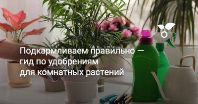 Подкармливаем правильно — гид по удобрениям для комнатных растений - botanichka.ru