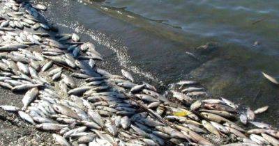Из-за подрыва Каховской ГЭС в водоемах Николаевщины возрастает риск гибели рыбы - delo.ua - Украина