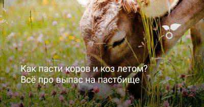 Как пасти коров и коз летом? Всё про выпас на пастбище - botanichka.ru